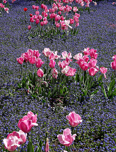 Islands of pink