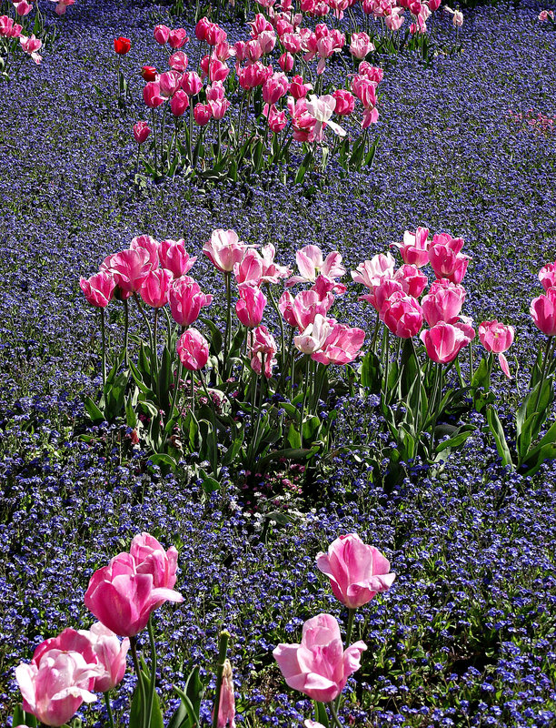 Islands of pink