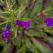 20120506 9008RAw [E] Lungenkraut (Pulmonaria officinale), Trujillo, Extremadura