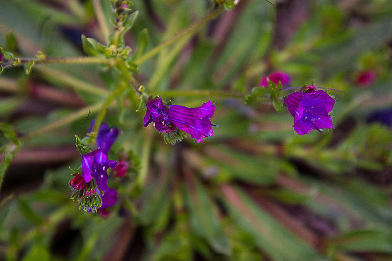 20120506 9008RAw [E] Wegerich-Natterkopf (Echium plantagineum), Trujillo, Extremadura