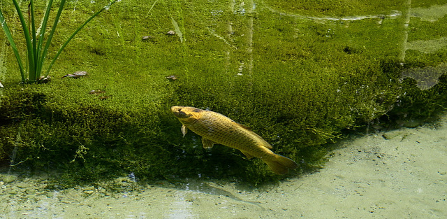 Poisson de bassin ! Carpe japonaise