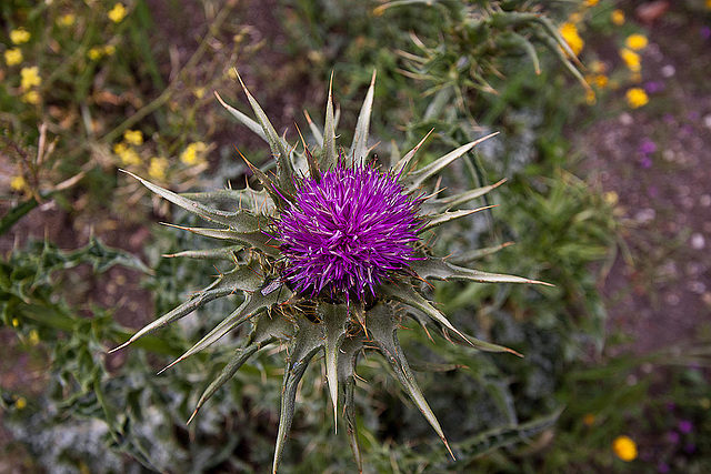 20120506 9014RWw [E] Distel