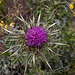 20120506 9014RWw [E] Distel