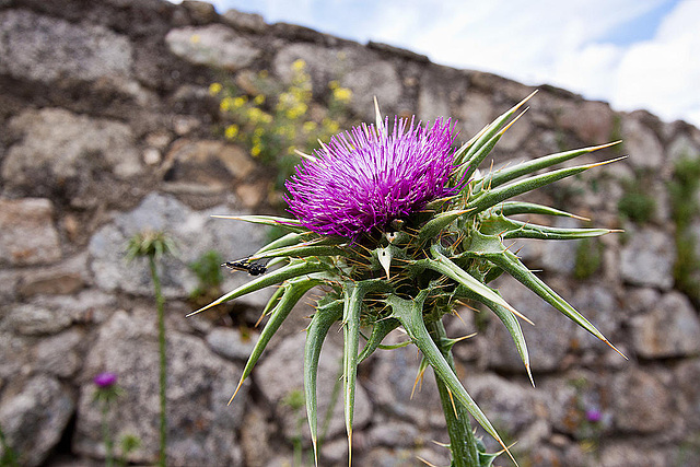 20120506 9015RWw [E] Distel, Fliege