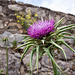 20120506 9015RWw [E] Distel, Fliege