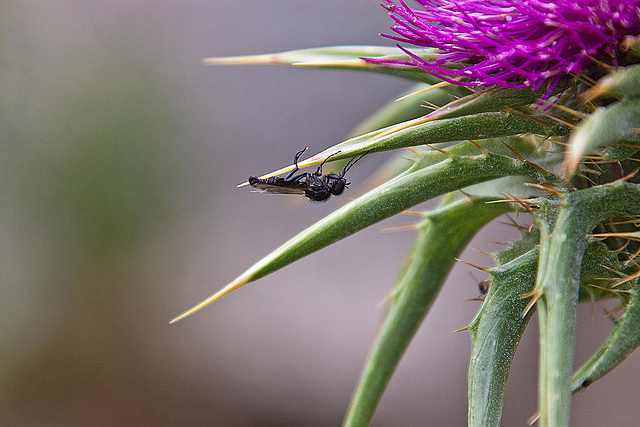 20120506 9016RAw [E] Fliege, Distel