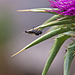 20120506 9016RAw [E] Fliege, Distel