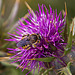 20120506 9017RAw [E] Wespe, Distel