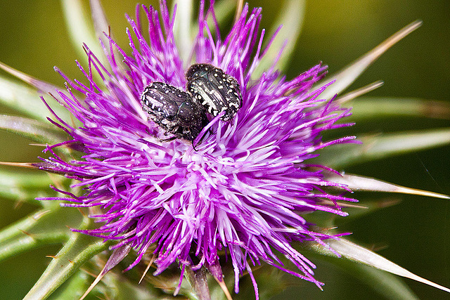 20120506 9024RAw [E] Trauer-Rosenkäfer (Oxythyrea funesta), Distel, Trujillo