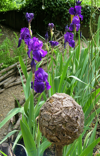 Iris