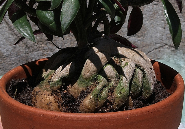 Monadenium montanum ssp rubellum (3)