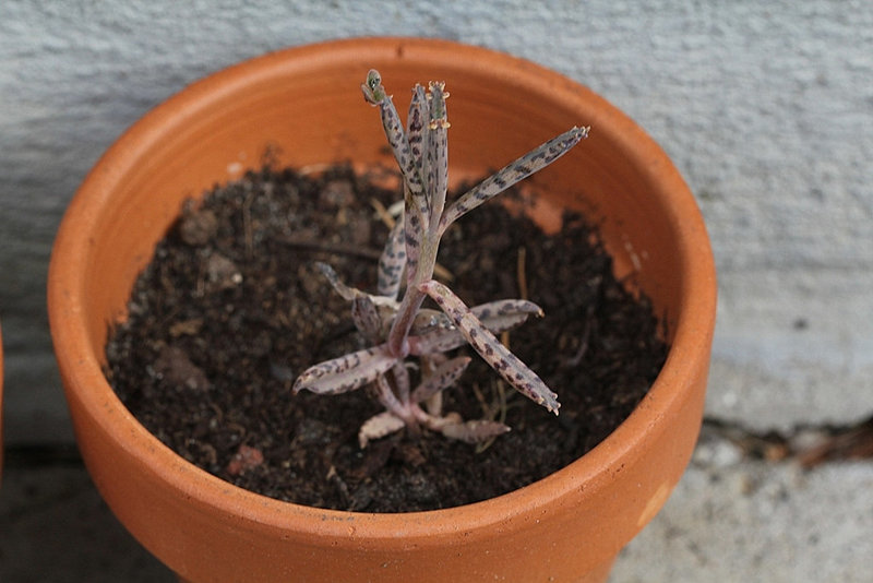 Kalanchoe