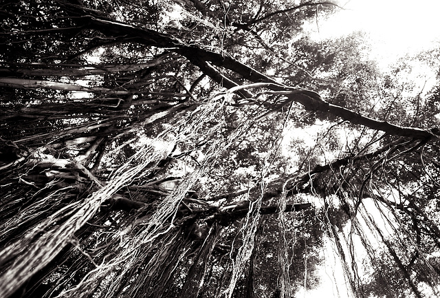 Old trees of Gulangyu