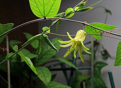 Passiflora citrina