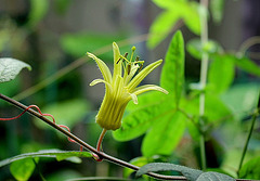 Passiflora citrina (2)