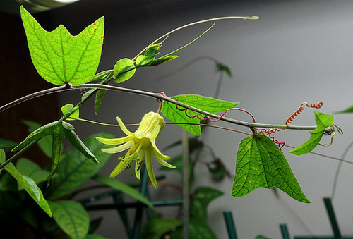 Passiflora citrina (3)