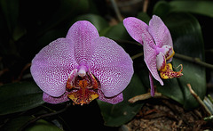 Phalaenopsis hybride