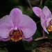 Phalaenopsis hybride