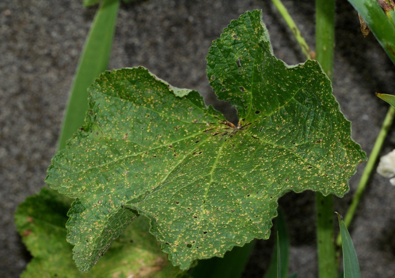 Rouille sur Rose trémière (2)