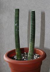 Sanseveria cylindrica