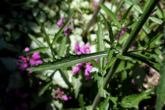 Verbena bonariensis