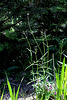 Verbena bonariensis (2)