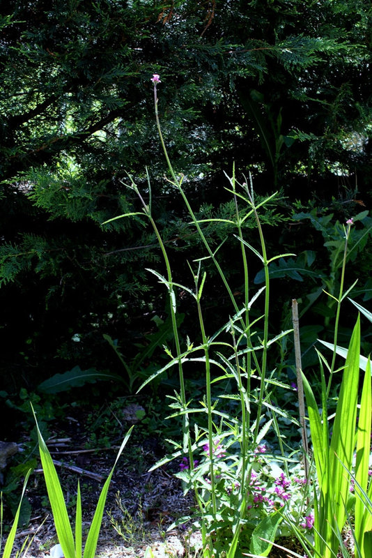 Verbena bonariensis (2)