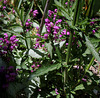 Lamium maculatum- Verbena bonariensis