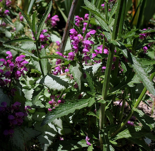 Lamium maculatum- Verbena bonariensis