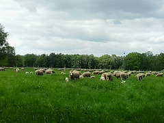 noch mehr Schafe!!!