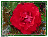 la rose du Clos des Vignes