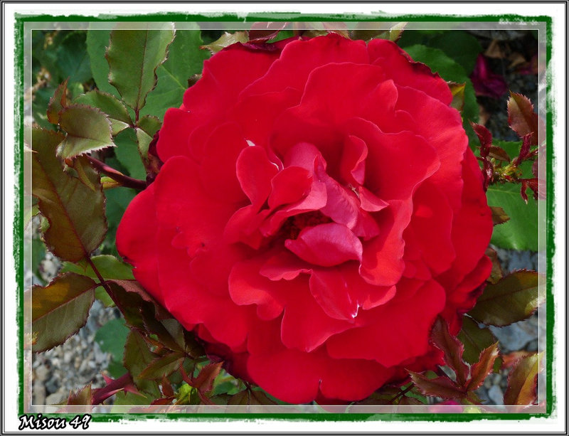 la rose du Clos des Vignes