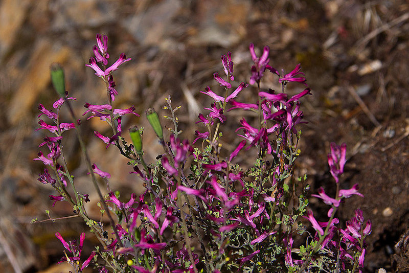 20120506 8886RAw [E] Herguijuela