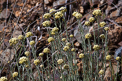 20120506 8888RAw [E] Herguijuela