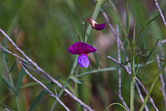 20120506 8891RAw [E] Schwert-Platterbse (Lathyrus bauhini), Herguijuela, Extremadura