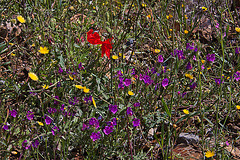 20120506 8893RAw [E] Mohn, Bunte Wiese, Herguijuela