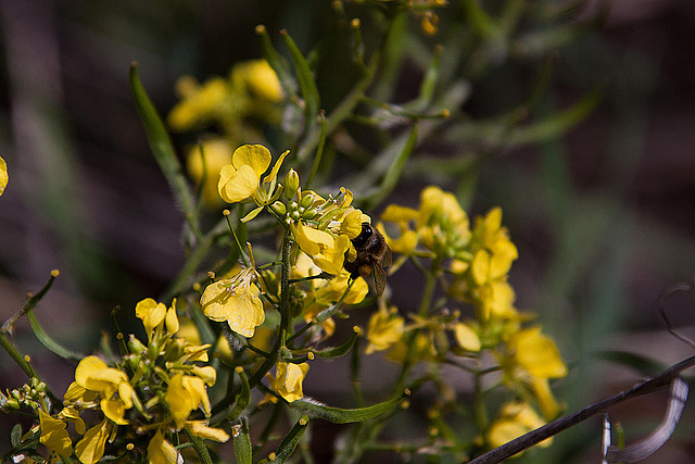 20120506 8894RAw [E] Ginster Hummel