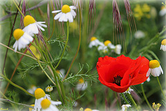 FLEURS DES CHAMPS **** FLEURS DES CHAMPS ****
