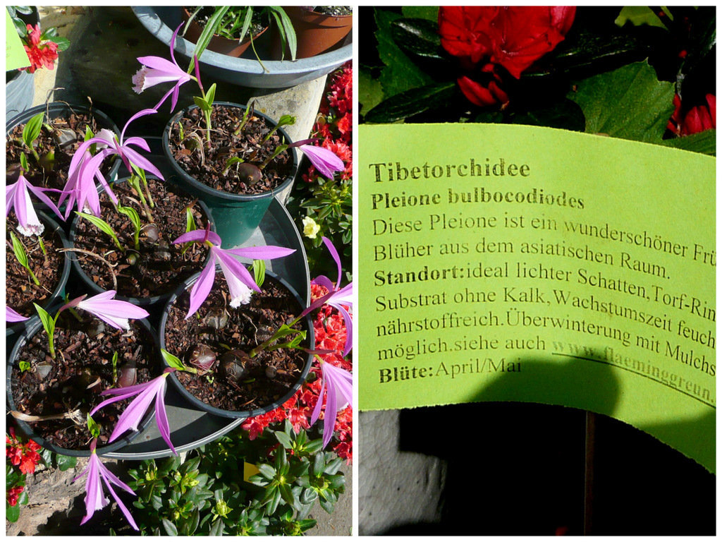 Tibetorchidee - Pleione bulbocodiodes
