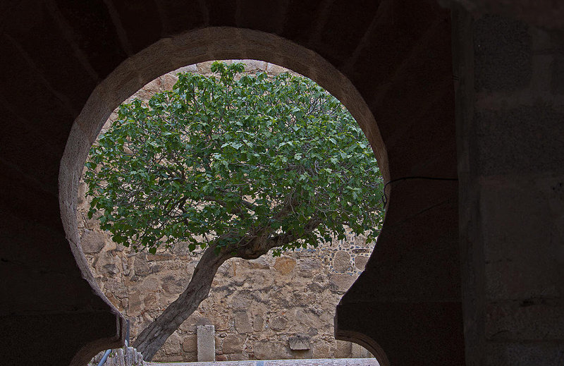 20120506 9027RAw [E] Feige (Ficus carica), Burg, Trujillo, Extremadura
