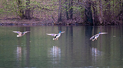 20120407 8431RTw [D~OB] Stockente (Anas platyrhynchos), Kaisergarten, Oberhausen
