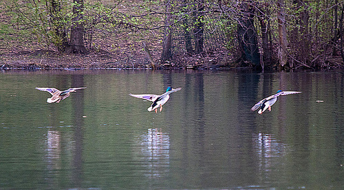 20120407 8431RTw [D~OB] Stockente (Anas platyrhynchos), Kaisergarten, Oberhausen