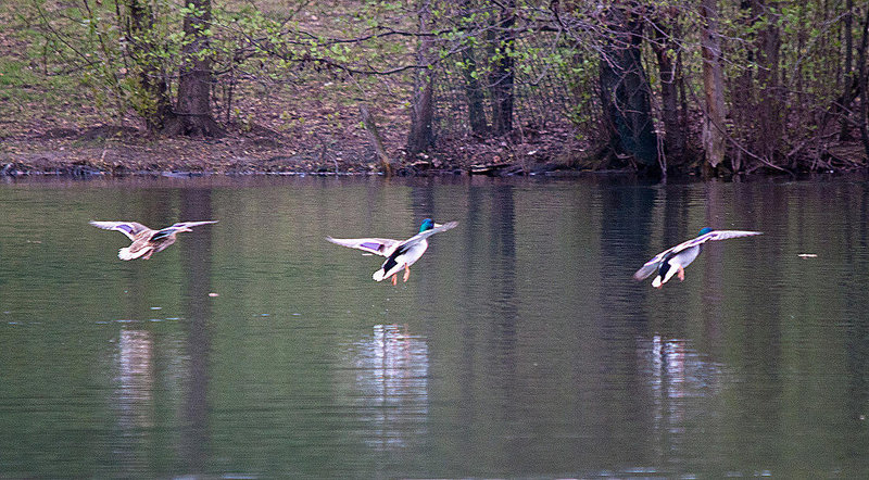 20120407 8431RTw [D~OB] Stockente (Anas platyrhynchos), Kaisergarten, Oberhausen