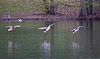 20120407 8430RTw [D~OB] Stockenten, Kanadgans, Oberhausen