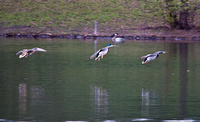 20120407 8429RTw [D~OB] Stockente (Anas platyrhynchos), Kanadgans (Branta canadensis), Kaisergarten, Oberhausen
