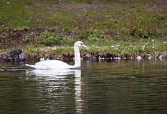 20120407 8426RTw [D~OB] Höckerschwan (Cygnus olar), Kaisergarten, Oberhausen