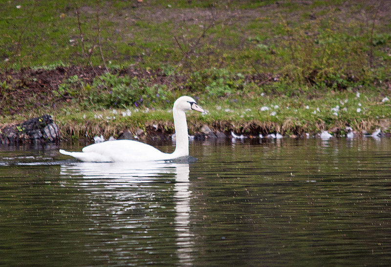 20120407 8426RTw [D~OB] Höckerschwan (Cygnus olar), Kaisergarten, Oberhausen