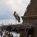 20120506 9036RAw [E] Weißstorch, Alfiler-Turm, Trujillo