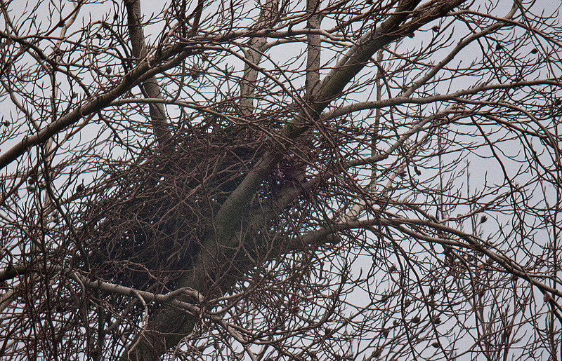 20120407 8421RDw [D-OB] Graureihernest, Oberhausen