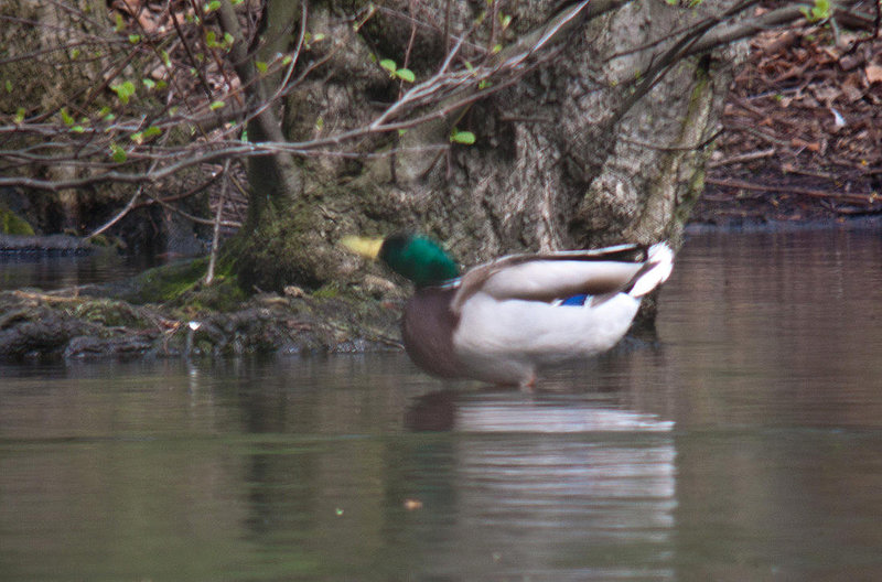 20120407 8417RDw [D-OB] Stockente (Anas platyrhynchos), Kaisergarten, Oberhausen